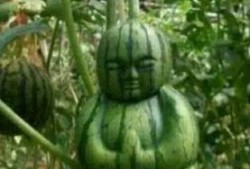 福山网红吃瓜事件真相